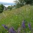 Bahia Park und Teienwiese Meilen