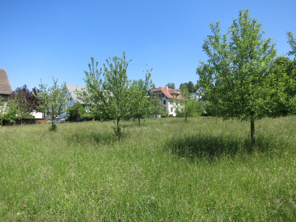 Zwingliwiese