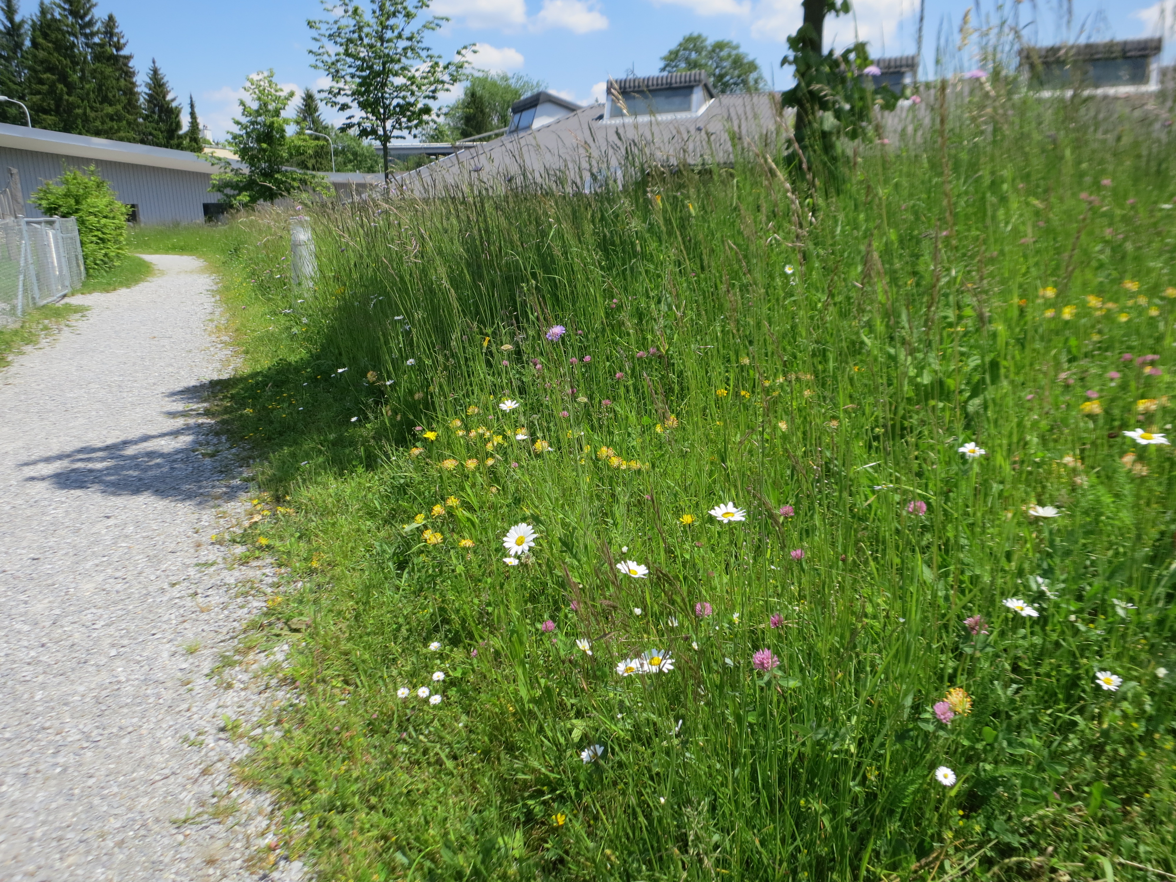 Bergli Erlenbach