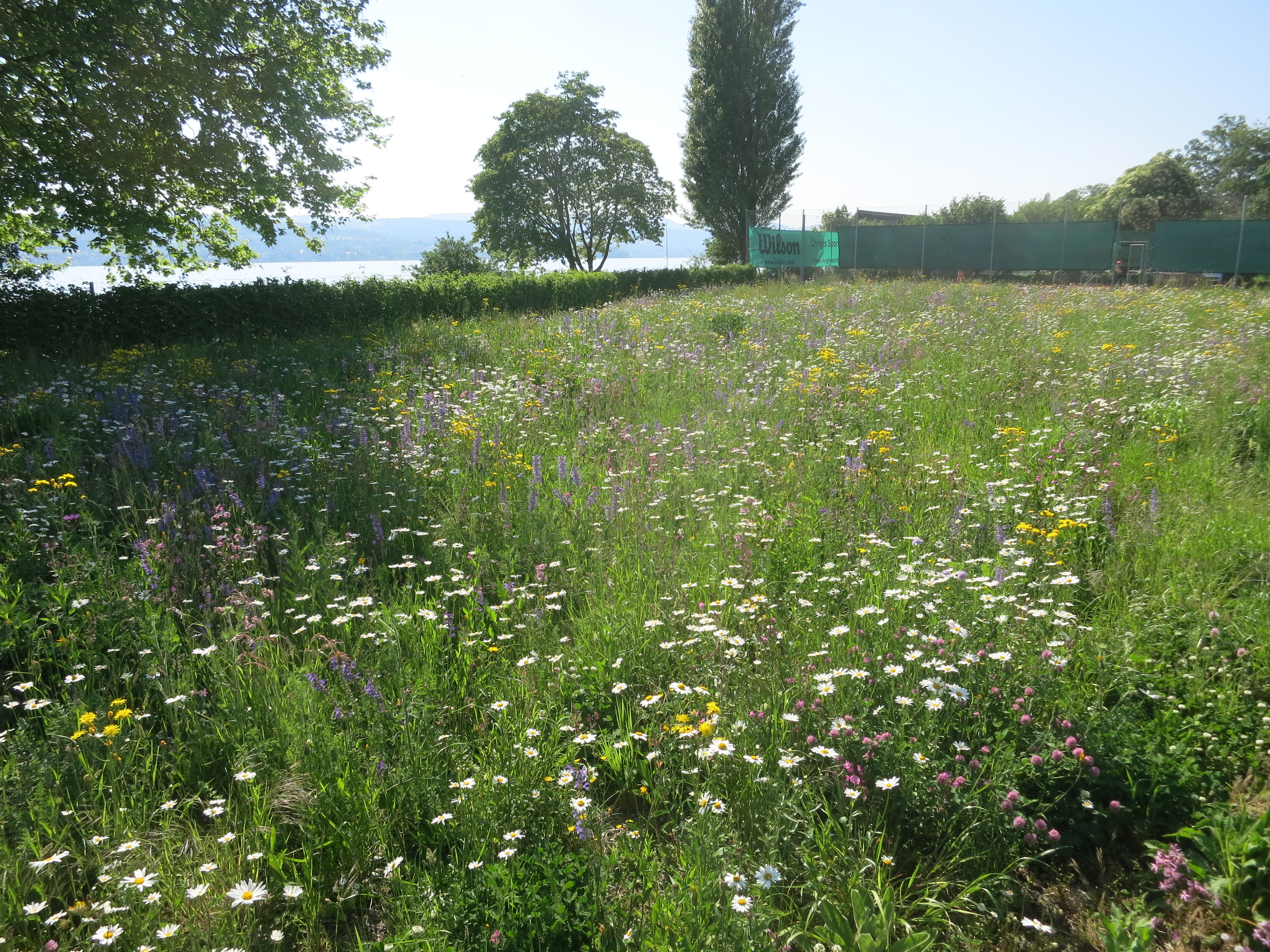 Blumenwiese Pfruenderhaab