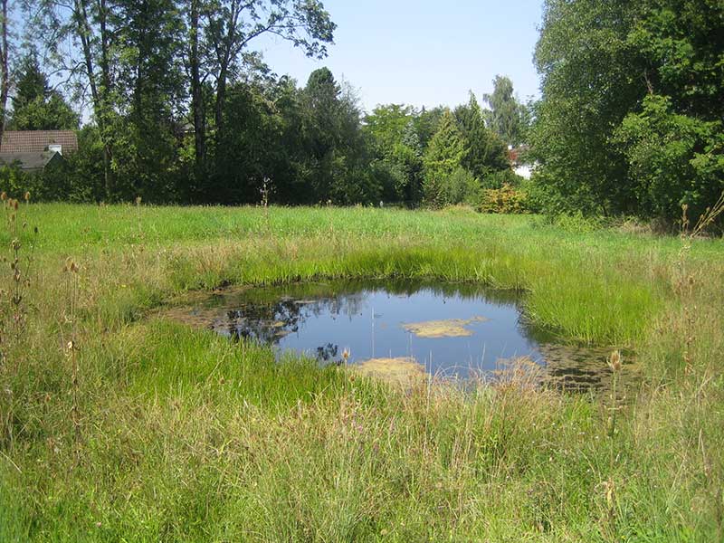 Weiher und Blumenwiesen Auee (Egg)