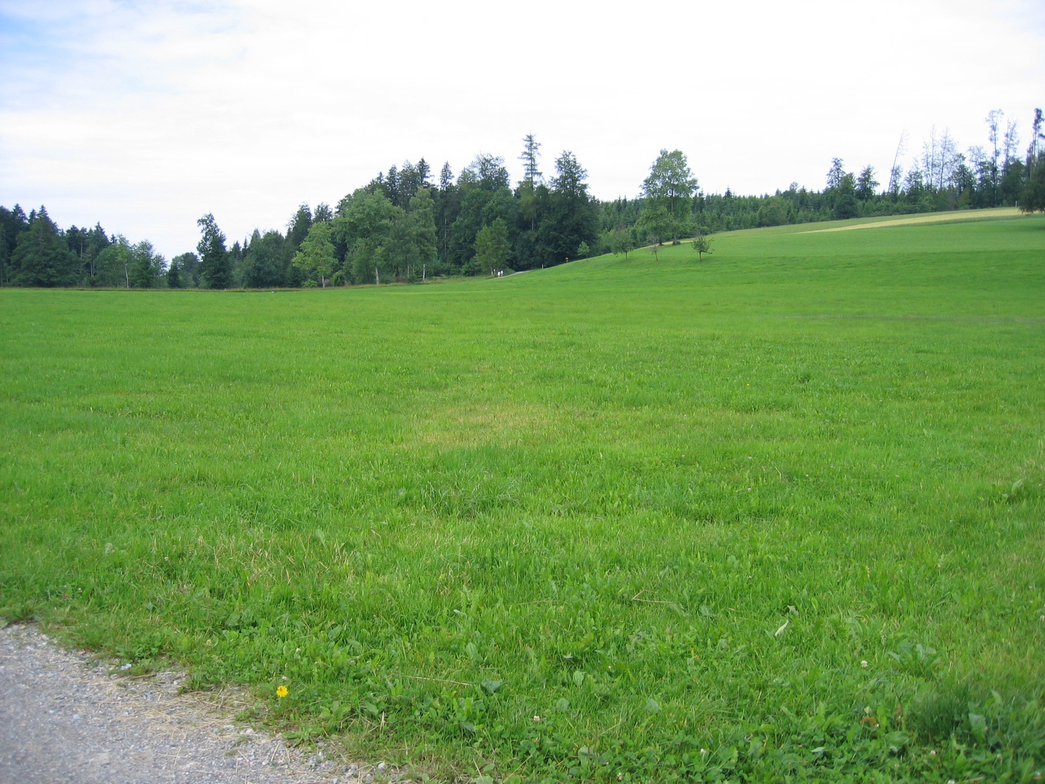 Guldenen, Maur