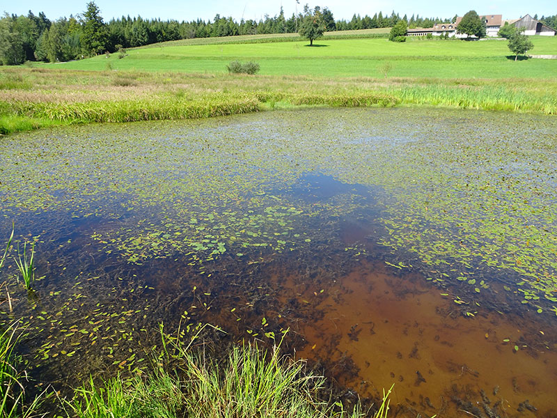Guldenen, Maur