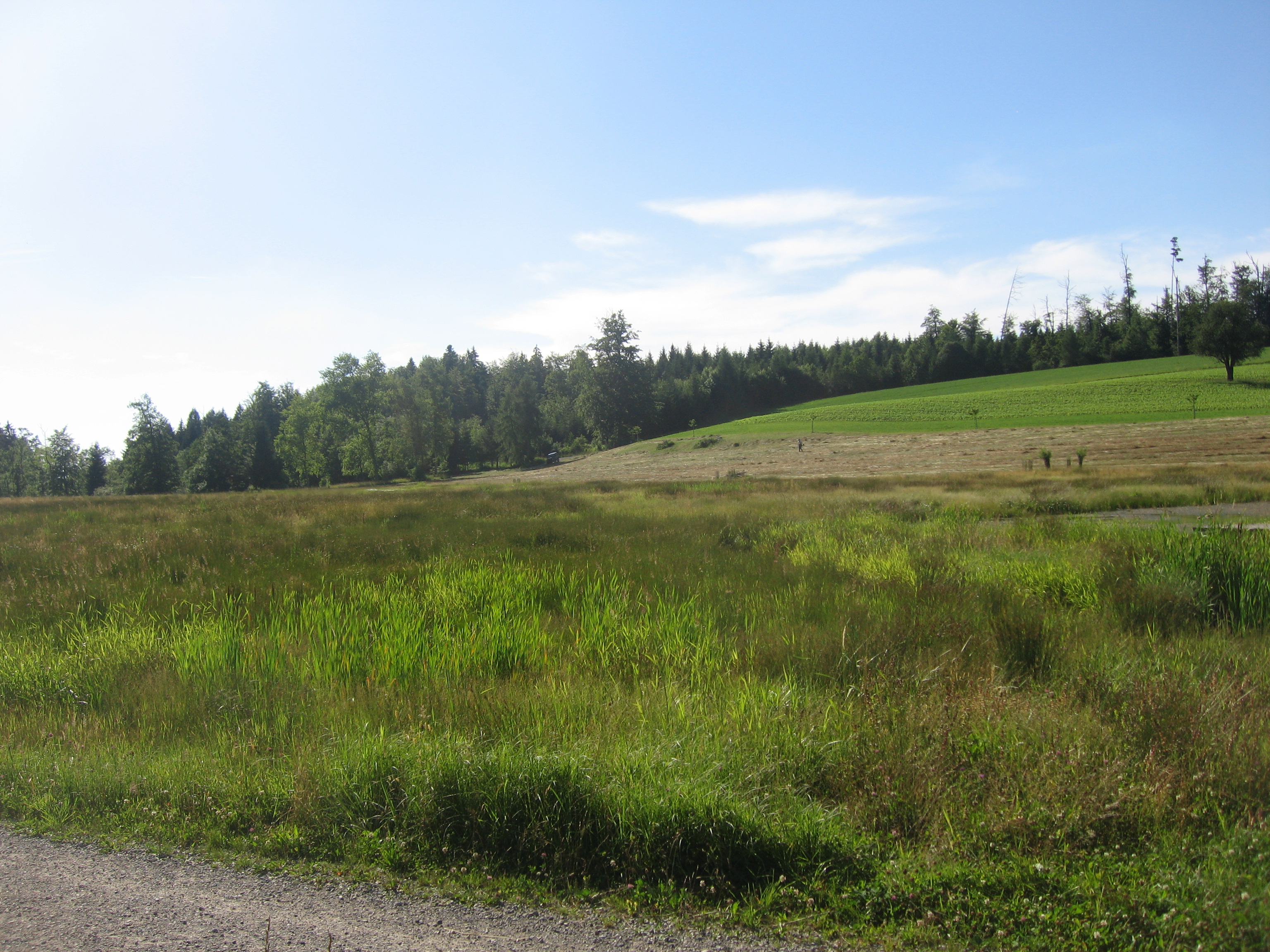 Guldenen, Maur