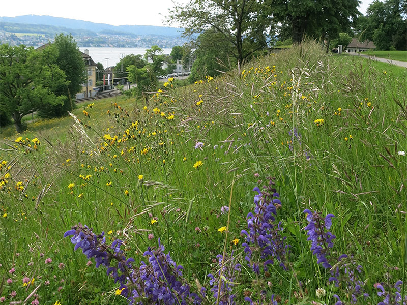 Bahia Park und Teienwiese