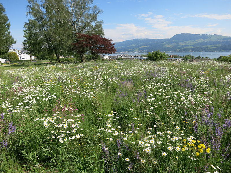 Friedhof Meilen