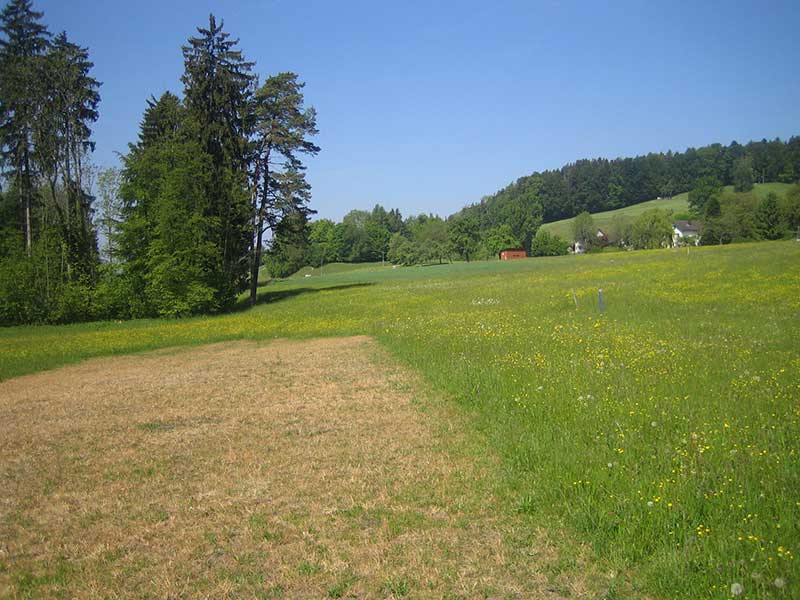 Chnolli, Uetikon