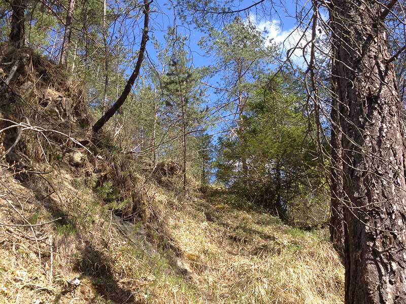 Aufwertungsmassnahmen im Wald